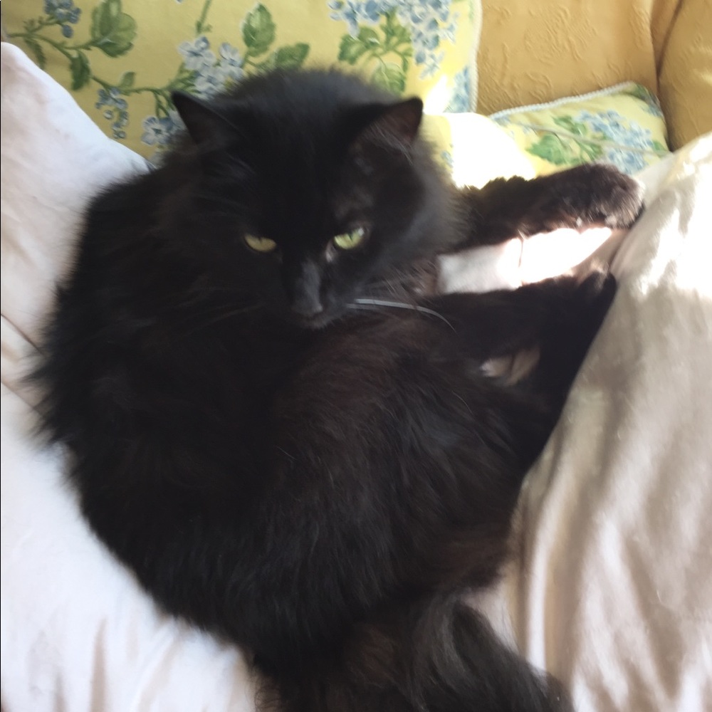 Fur babies - Picture 5 of 7